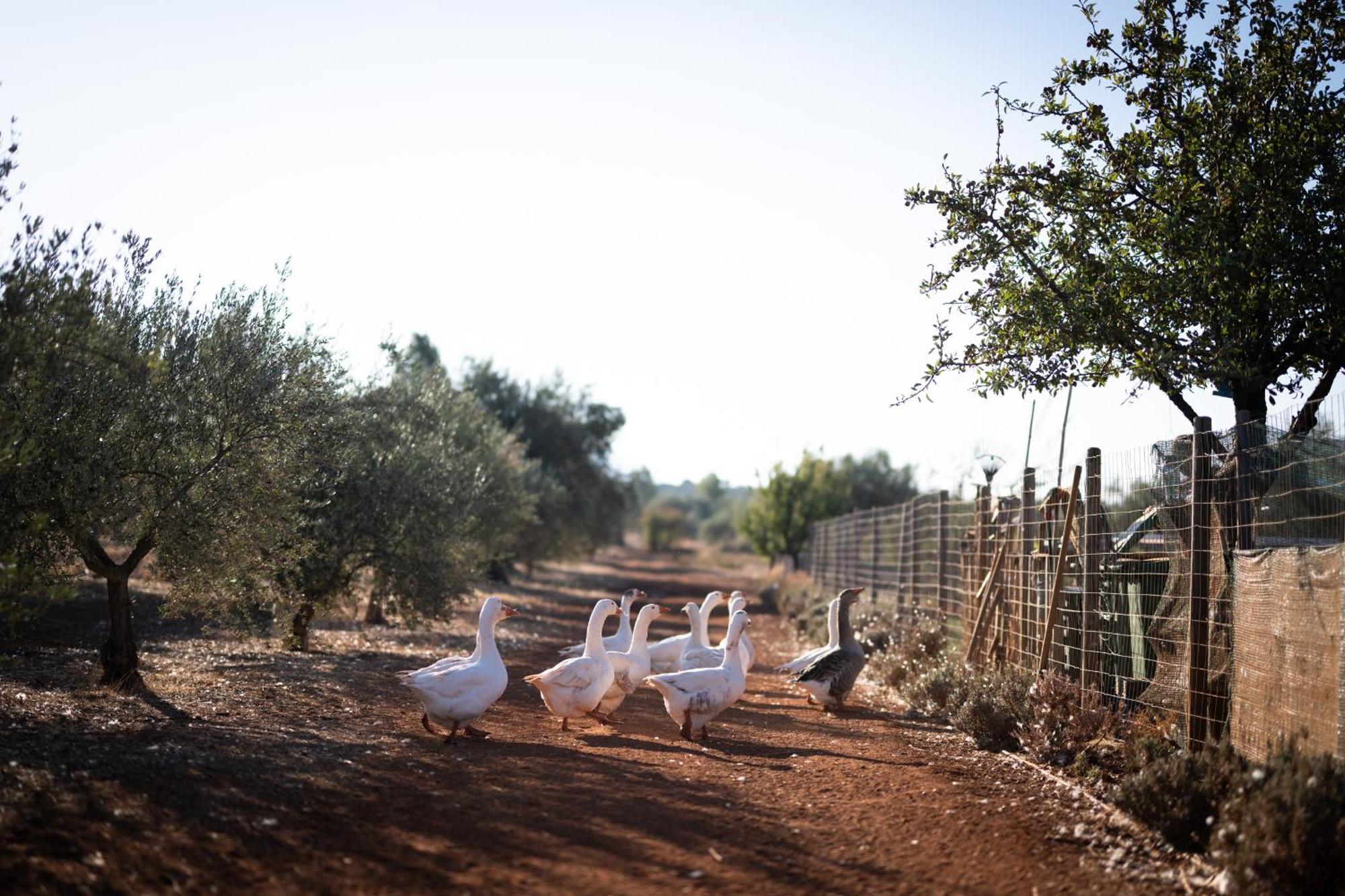 Eumelia Organic Agrotourism Farm Hotel Goúvai Eksteriør billede