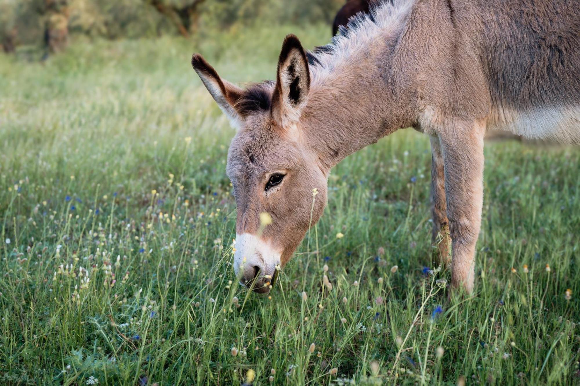 Eumelia Organic Agrotourism Farm Hotel Goúvai Eksteriør billede